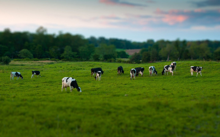 Cows grazing