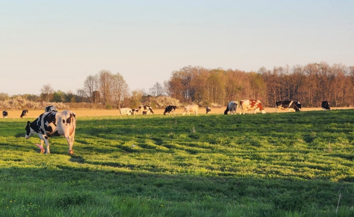 Cows in Pasture